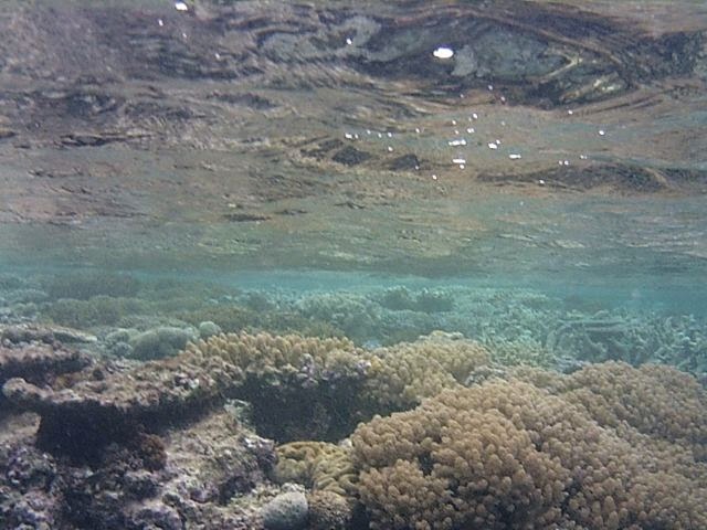 Tauchen auf Whitsunday Island