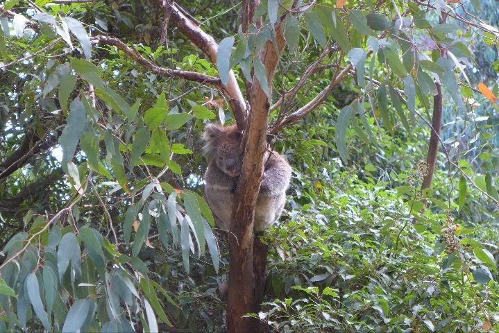 Koala