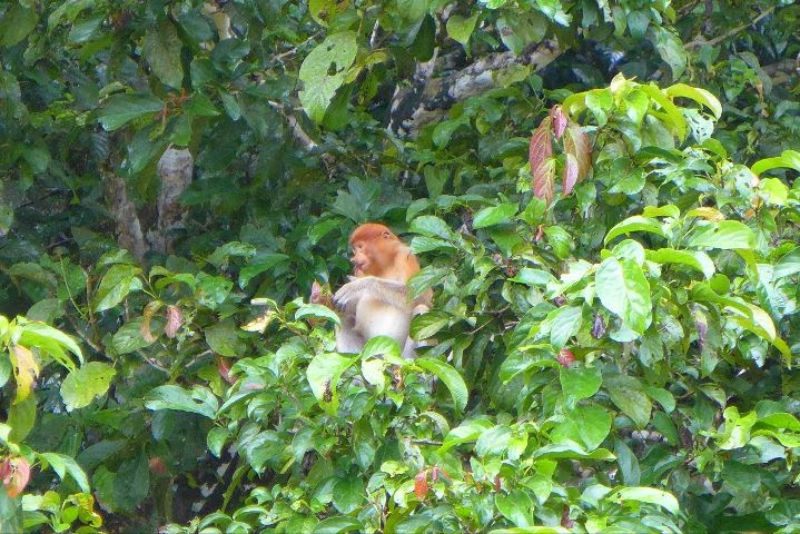 Kinabatangan