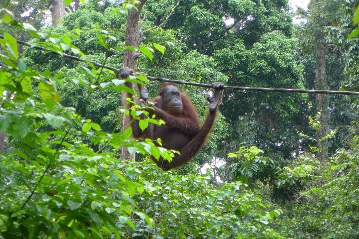 Orang Utan