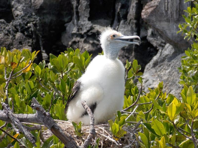 Galapagos Vogel