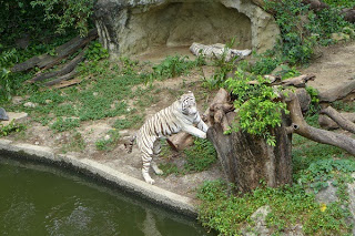 Tiger im Zoo