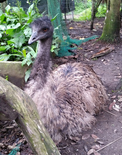 Emu Kevin